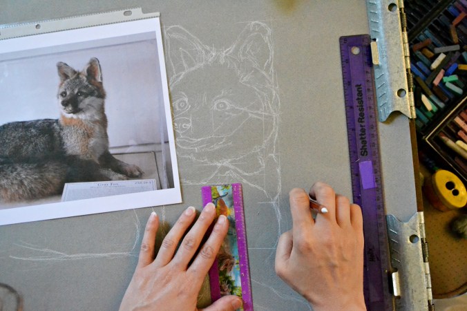 Drawing a grey fox. Photograph by MissLissa Photography.