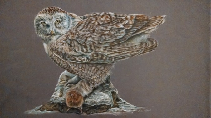 Snowy owl, 2014, Dewent colored drawing pencils on Mi-tients paper, 19x25. Copyright Banasiak Art Gallery and Rebe Banasiak.
