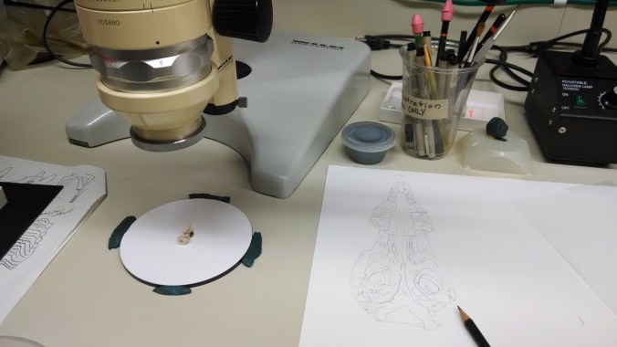 Crocidura monax specimen under a camera lucida microscope with the illustration on the right.