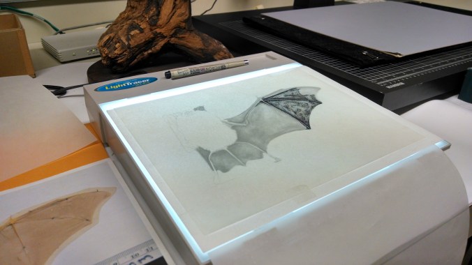 Rhinolophus illustration on a light table.  Stipling on vellum from a graphite drawing.