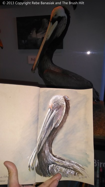 Brown pelican, Sketchbook 5, 2013, colored pencil and ink.