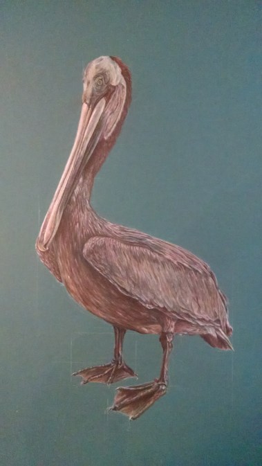 Finished brown pelican.