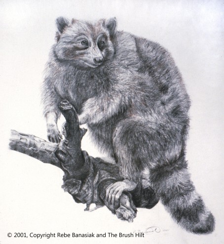 Raccoon, 2001, graphite on paper.