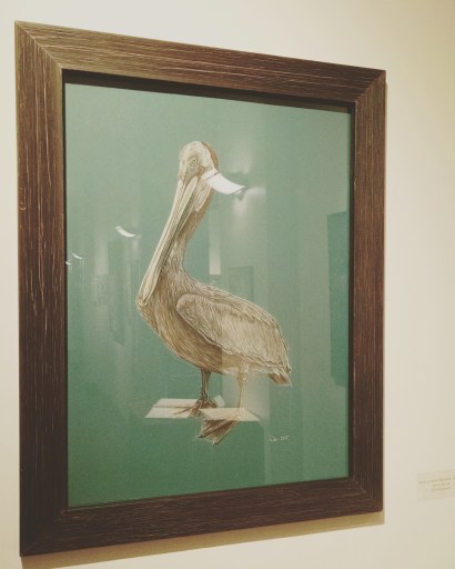 Brown pelican, 18x24, colored pencil on matte board